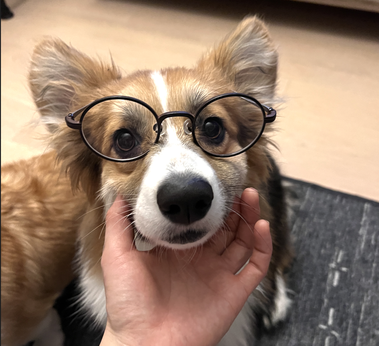 Fluffy corgi with glasses