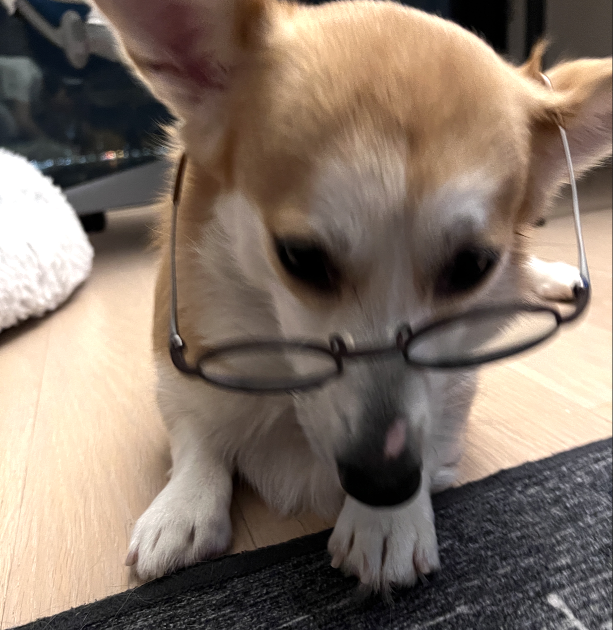 Corgi with glasses